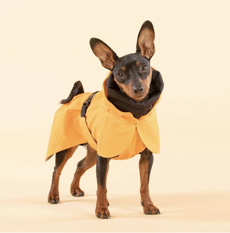 Luxury Pet Boutique USA | Designer Dog Products & Accessories – Le Pet Luxe