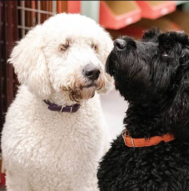 Luxury Pet Boutique USA | Designer Dog Products & Accessories – Le Pet Luxe