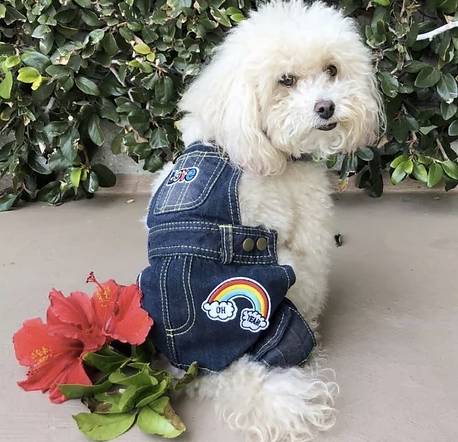 Luxury Pet Boutique USA | Designer Dog Products & Accessories – Le Pet Luxe