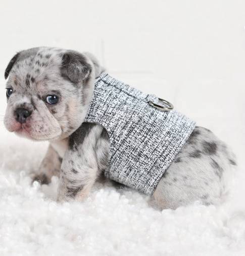 Luxury Pet Boutique USA | Designer Dog Products & Accessories – Le Pet Luxe