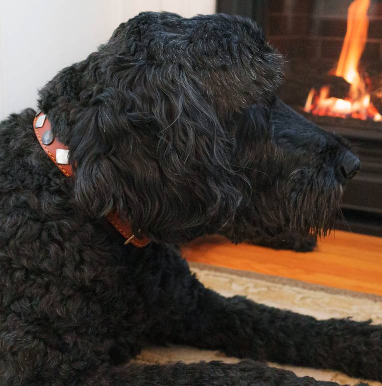 Luxury Pet Boutique USA | Designer Dog Products & Accessories – Le Pet Luxe