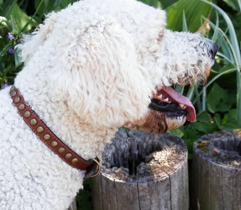 Luxury Pet Boutique USA | Designer Dog Products & Accessories – Le Pet Luxe