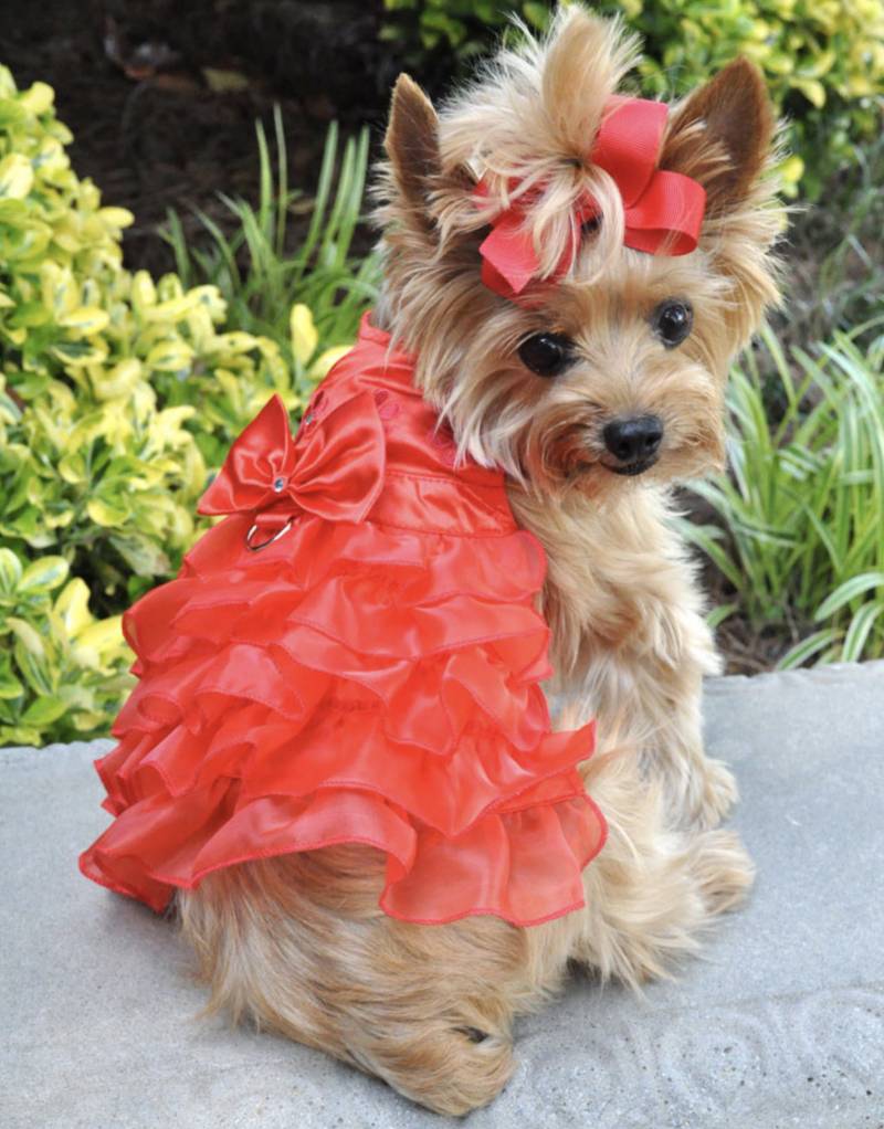 Luxury Pet Boutique USA | Designer Dog Products & Accessories – Le Pet Luxe